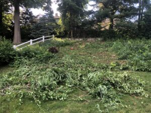 A pile of freshly cut tree branches and foliage on a lawn, indicating recent tree trimming work by Cabral's Landscaping in East Providence, RI.