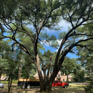 A large tree with a red truck and trailer loaded with wood debris after tree trimming by Edgar's Tree Service & Demolition in West Monroe, LA