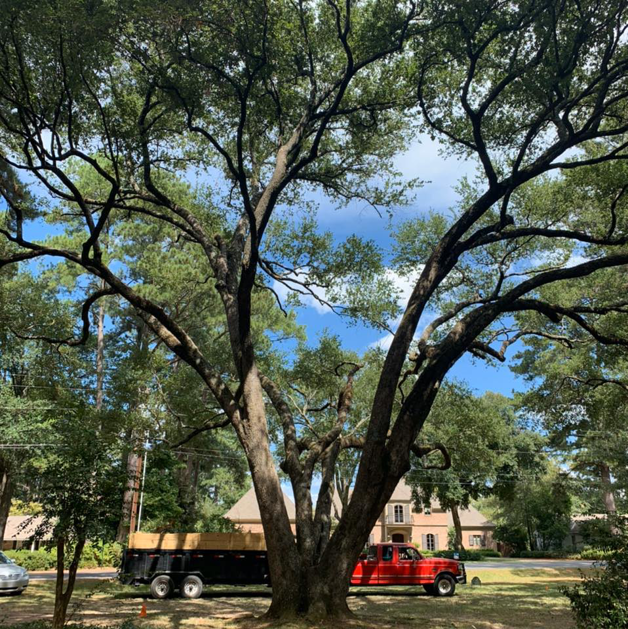 A large tree with a red truck and trailer loaded with wood debris after tree trimming by Edgar's Tree Service & Demolition in West Monroe, LA