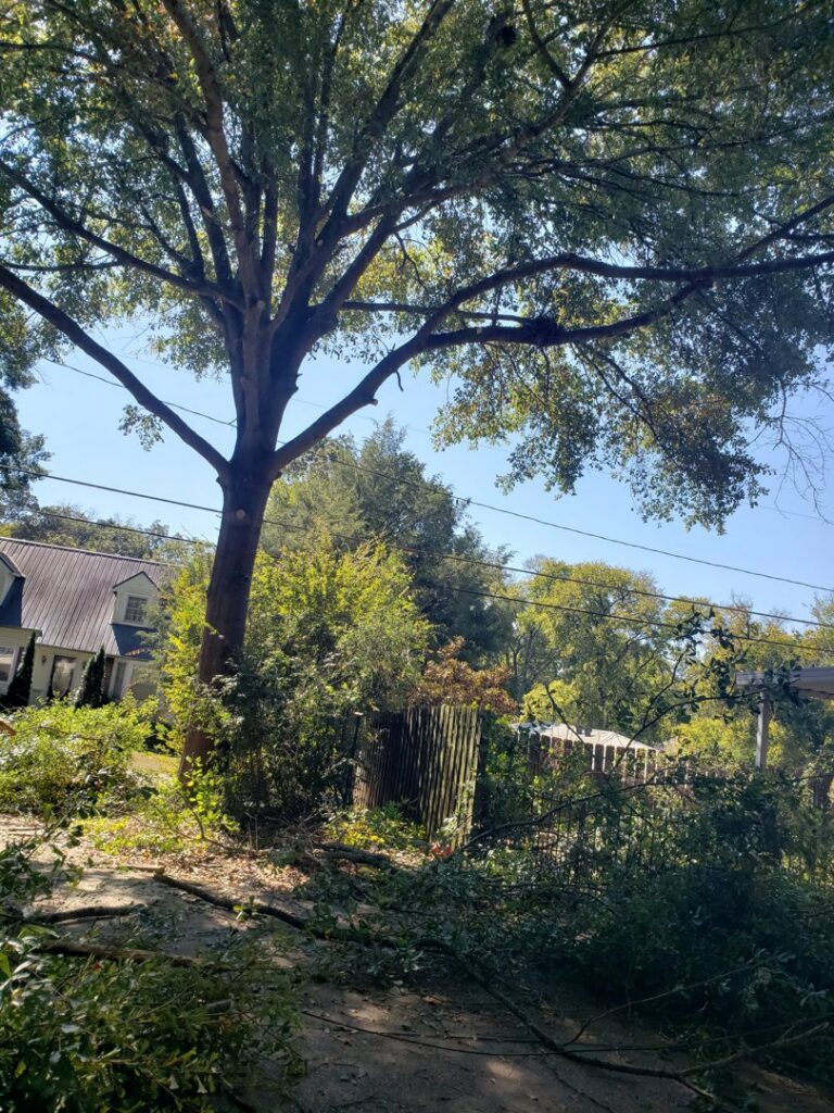 A large tree with fresh branches and debris on the ground, showing recent tree trimming work by Log and Leaf Tree Service in Hoover, AL.