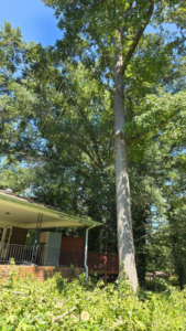 A tall tree with visible cuts on its trunk and branches, with debris on the ground from tree trimming by Treevol Service LLC in Gwinnett, Atlanta, GA.