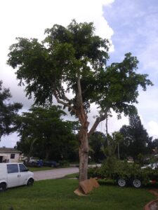 A large tree after trimming, with a debris removal trailer and van in the background, by MJ'z Tree and Landscaping Service LLC in Fort Lauderdale, FL.
