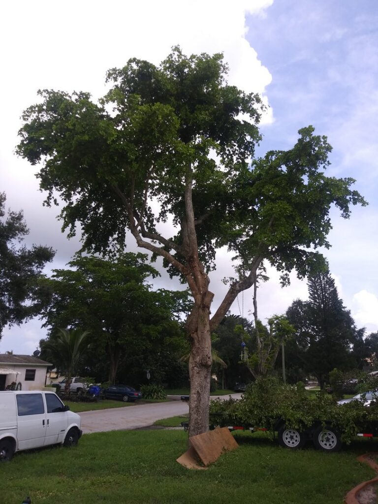 A large tree after trimming, with a debris removal trailer and van in the background, by MJ'z Tree and Landscaping Service LLC in Fort Lauderdale, FL.