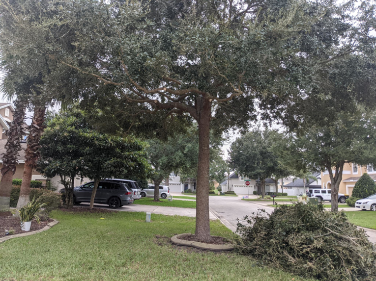 A pile of fresh tree trimming debris on a residential street after a job by Herrick's Tree Service in Jacksonville, FL.