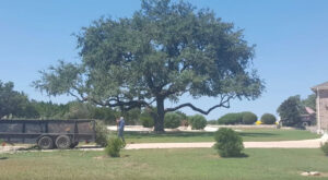 A large tree with a trailer full of trimmed branches, indicating recent tree service work by Luna's Tree Service in San Antonio, TX.
