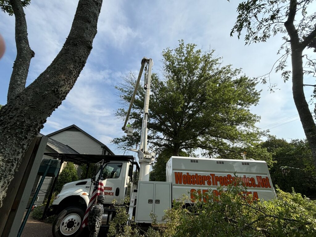 Tree trimming equipment and cut branches on the ground during a job by Webster's Tree Service Nashville TN in Antioch, TN.