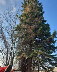 A tall evergreen tree with dead branches, showing tree trimming equipment from KD TREES in Clarksville, TN.