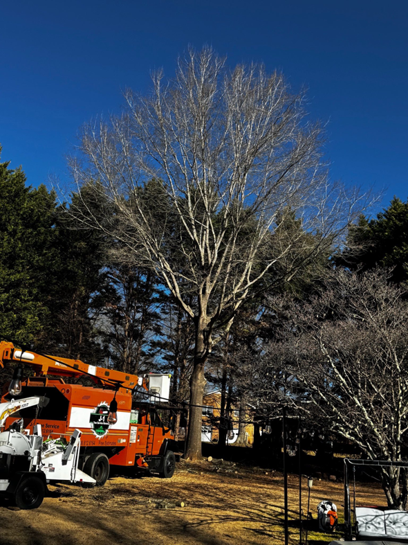 A large tree with a bucket truck and wood chipper on site for tree trimming services by J-1 tree Service in Raleigh, NC.