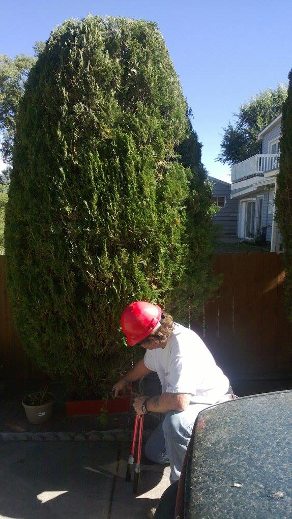 A worker from Tom's Lawn and Tree Care trimming a tall evergreen shrub in Colorado Springs, CO.
