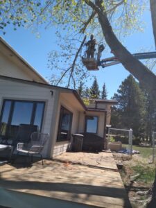 A tree service worker trimming branches from an aerial lift for All American Arborists in Rock Springs, WY.