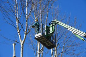 A professional tree service worker using a chainsaw from a bucket lift to trim tall trees for D.J. Tree Service in Evansville, IN.