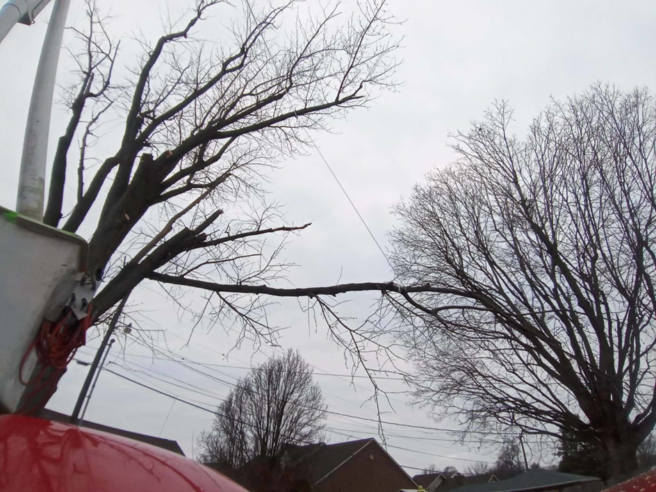 View from a bucket lift showing a tree with trimmed branches, indicating tree service by Notta-Trace trees in Livermore, KY.
