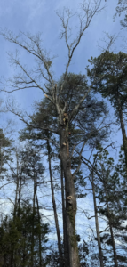 A tall tree with visible fresh cuts, indicating tree trimming and removal work by TreeWorks in Birmingham, AL.