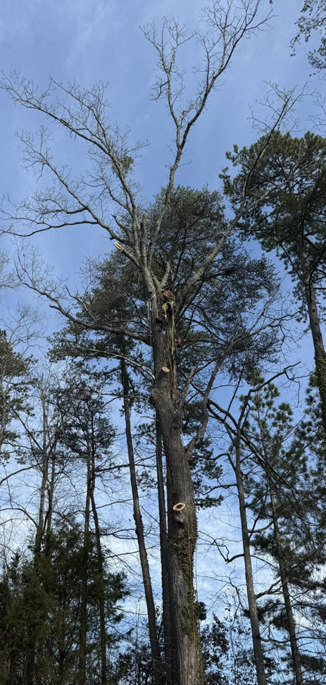 A tall tree with visible fresh cuts, indicating tree trimming and removal work by TreeWorks in Birmingham, AL.