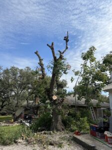Tree trimming in progress with a worker high up in the tree and cut branches on the ground by Handyman 210 Tree Service in San Antonio, TX.