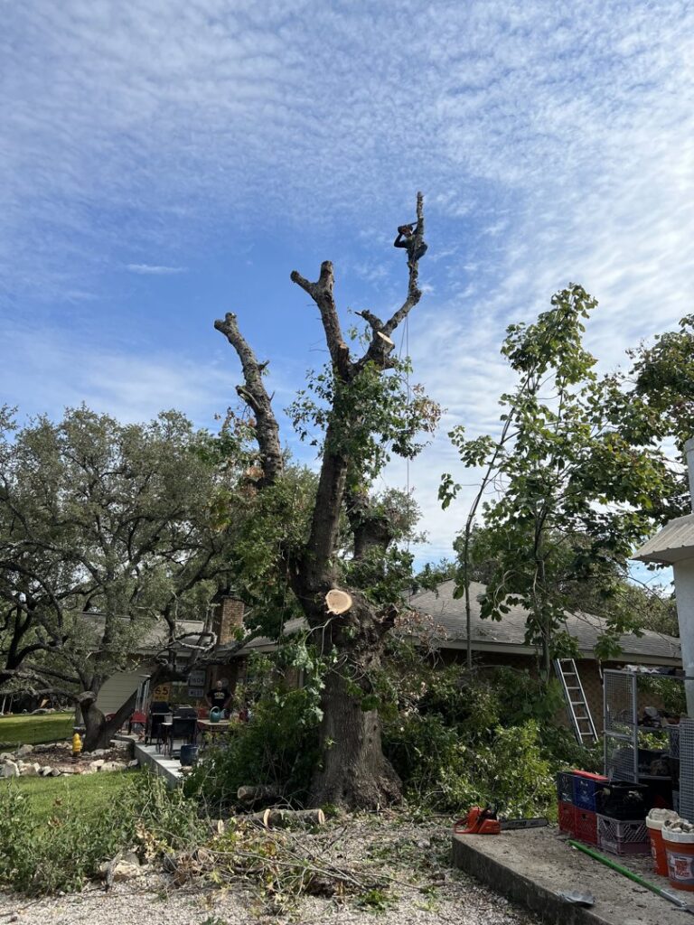 Tree trimming in progress with a worker high up in the tree and cut branches on the ground by Handyman 210 Tree Service in San Antonio, TX.