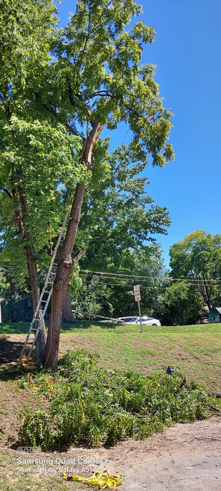 A tall tree with a ladder leaning against it and branches recently cut by Aboriginal Arborists llc in Des Moines, IA.