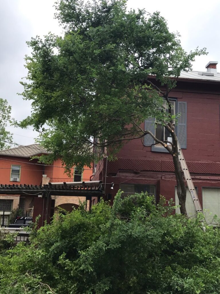 A ladder leaning against a tree next to a building, indicating tree trimming work by Yates Tree Inc. in San Antonio, TX