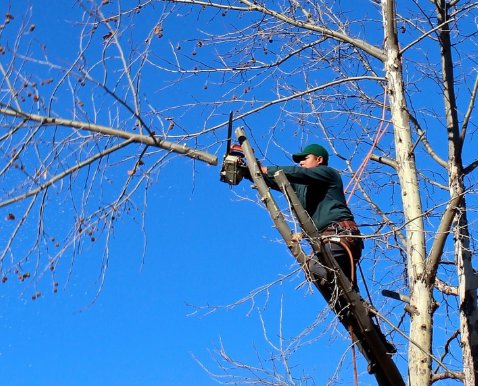 A skilled arborist on a ladder using a chainsaw for tree trimming by Des Moines Professional Tree Trimming Services in West Des Moines, IA.