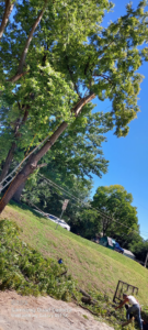 A tree being trimmed with a ladder leaning against it and cut branches on the ground by Aboriginal Arborists llc in Des Moines, IA.