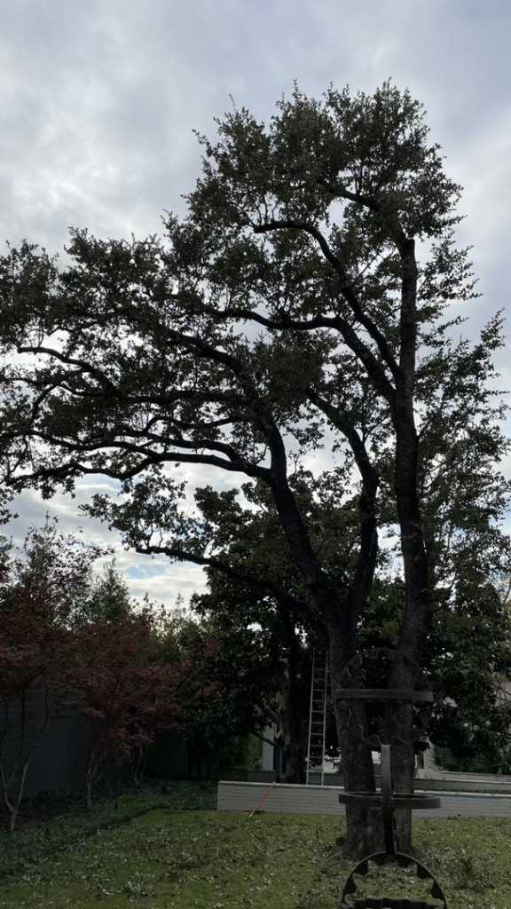 A large tree with a ladder and wood debris on the ground, indicating tree trimming by JG Tree Service in Philadelphia, PA.