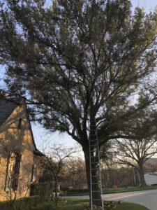 A tall ladder positioned against a large tree next to a residential home for tree trimming by JG Tree Service in Philadelphia, PA.