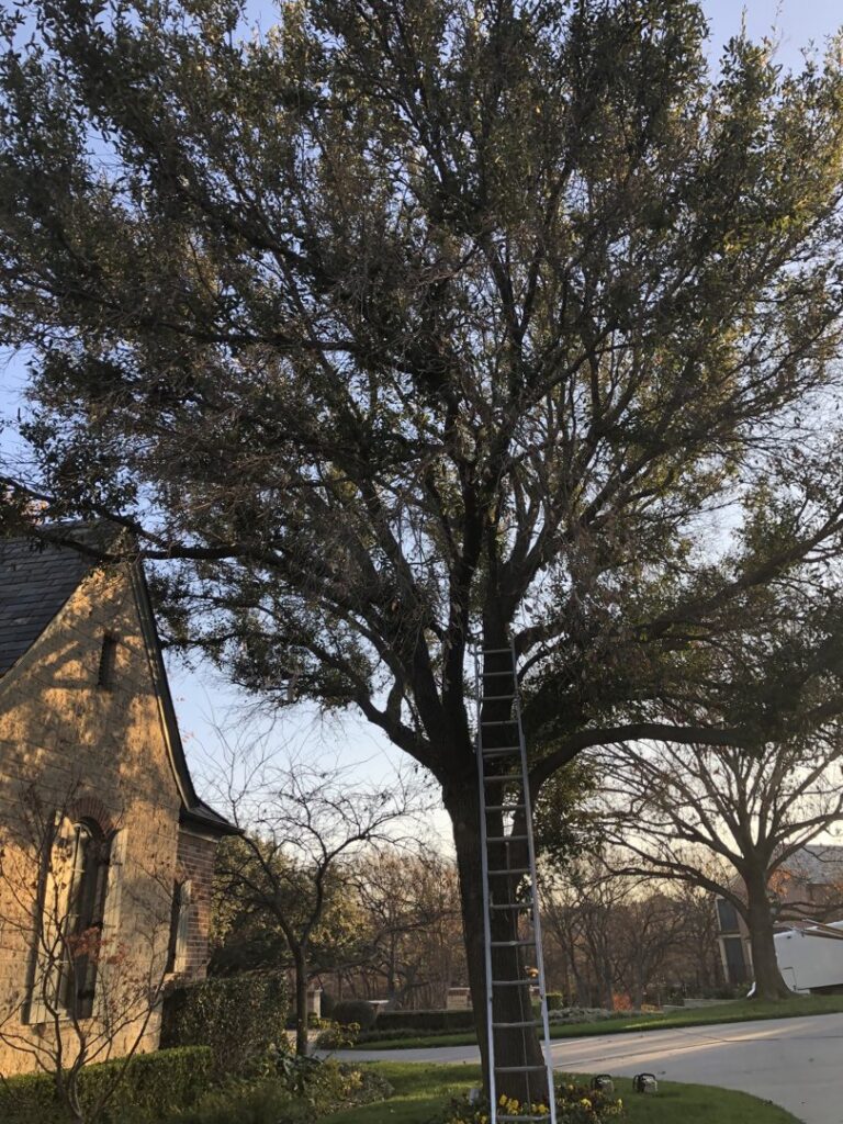 A tall ladder positioned against a large tree next to a residential home for tree trimming by JG Tree Service in Philadelphia, PA.