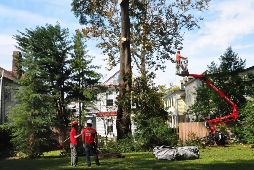 A tree service crew from The Tree Expert llc performing tree trimming with a lift bucket in Charleston, SC.