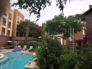 A tree service worker on a ladder trimming a tree near a swimming pool for Yates Tree Inc. in San Antonio, TX