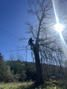 A tree service worker trimming branches near power lines for Andrew's Tree & Landscaping Services in San Antonio, TX
