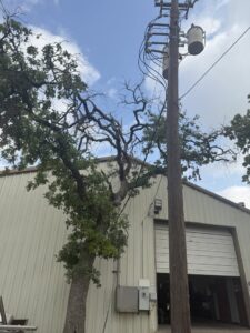 Tree branches growing near power lines and a utility pole, indicating a need for Austin Tree Specialists in Austin, TX.