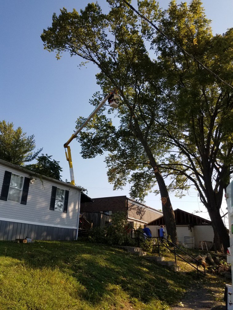 A tree service worker in a bucket truck trimming a tall tree near power lines for The Tree Service in Knoxville, TN.