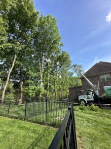 Tree trimming being performed near a residential fence with a bucket truck by Ace Tree Chopper in Nashville, TN.