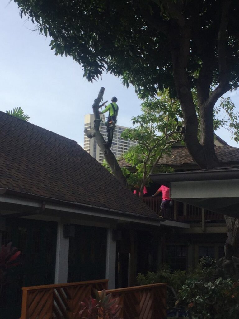 A Starfarm Tree Service Hawaii arborist trimming a tree near a building roof in Kapolei, HI.