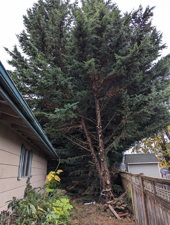 A large evergreen tree next to a house showing recent trimming cuts on the trunk by Yost Tree Service in Salem, OR.