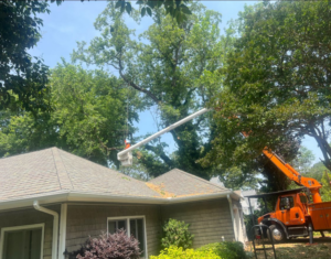A tree service worker in a bucket truck trimming branches over a residential roof for E&D Expert Tree service LLC in Newport News, VA.