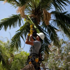 A professional tree service worker trimming a palm tree for Tree Service Henderson in Henderson, NV.