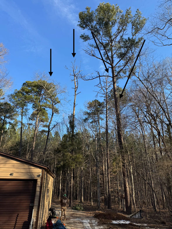 Tree service professional planning trimming or removal with arrows indicating work areas for J. Prado Tree Service & Landscape in Raleigh, NC