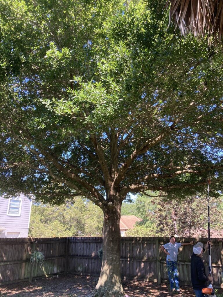 Two workers preparing for tree trimming services on a large tree in a backyard by Blaze Tree Service Inc in Orlando, FL