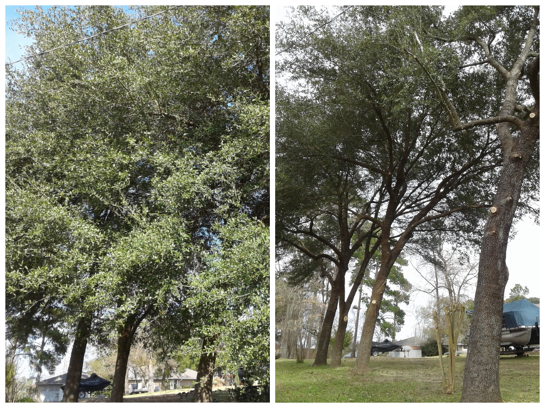 Before and after comparison showing a tree professionally trimmed and pruned by Climbers Unlimited Professional Tree Service in Onalaska, TX.