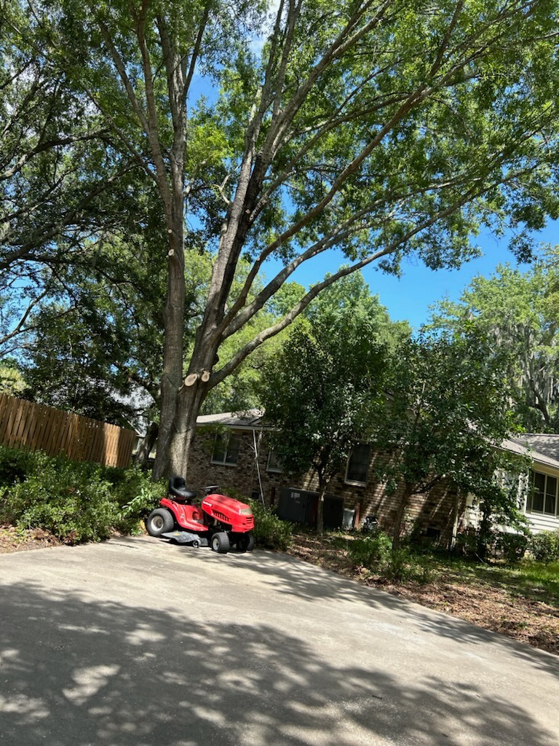 A large tree showing completed trimming and pruning work by Lazo Pine Straw & Tree Service in Mount Pleasant, SC.