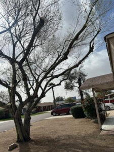 A residential tree with freshly cut branches after professional trimming by Alia's Tree Services And Landscaping in Phoenix, AZ.