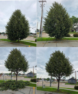 A four-panel image showing a tree before and after professional trimming and pruning by Alpha Outdoor Services LLC in Kearney, NE.