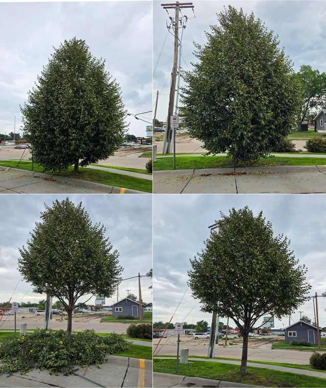 A four-panel image showing a tree before and after professional trimming and pruning by Alpha Outdoor Services LLC in Kearney, NE.
