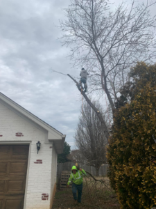 Tree service workers performing trimming and pruning on a tall tree at Molina's Tree Service in Poughkeepsie, NY