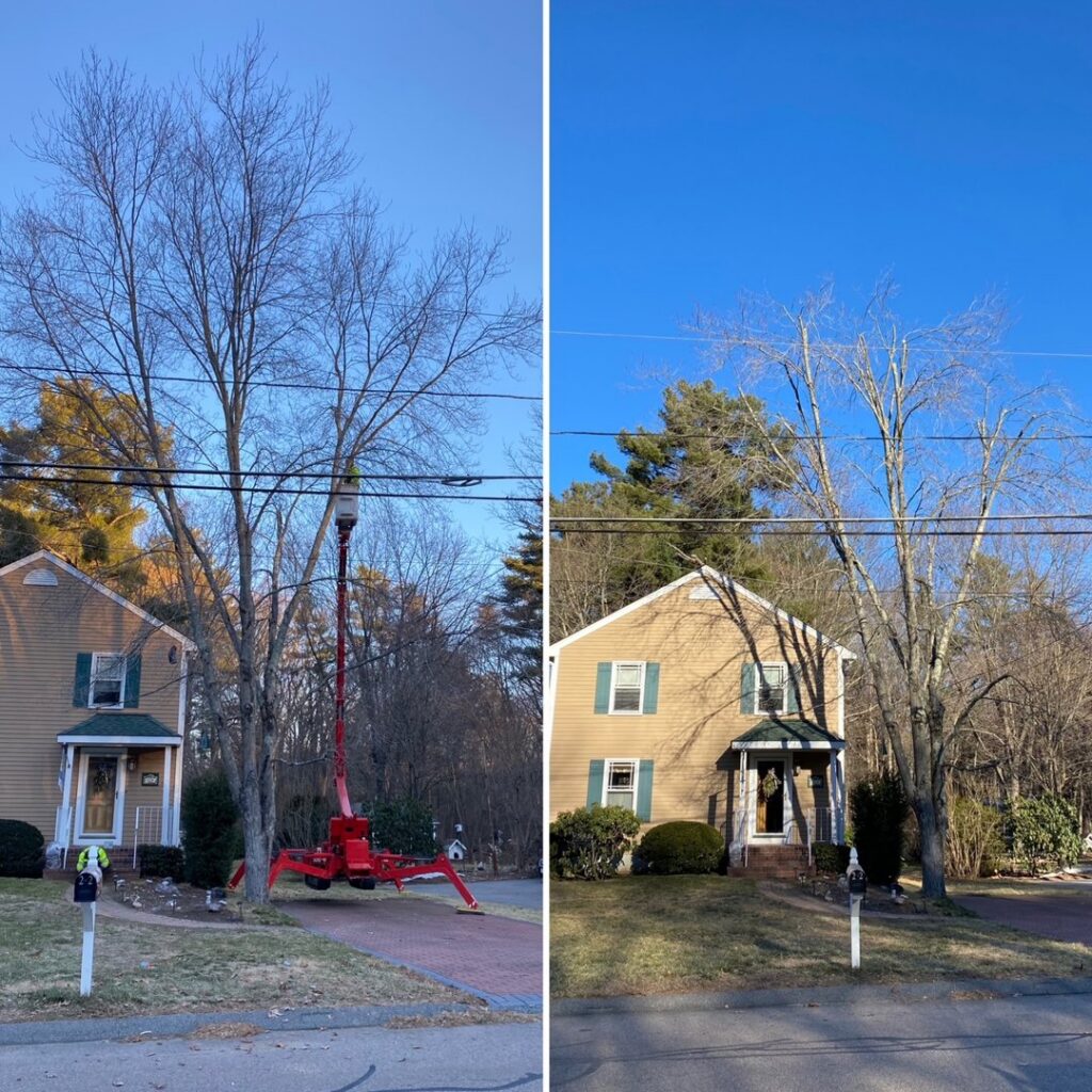 Before and after view of a large tree after professional trimming and removal by Ethical Tree Services in Woonsocket, RI.