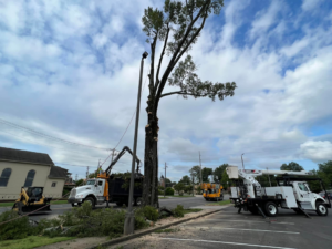 Tree service workers use a bucket truck and chipper truck to trim or remove a tall tree in an urban area for Ellison's Tree Service in Northport, AL.