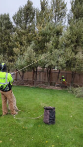 Two tree service crew members performing trimming and removal near a fence for Elevation Tree Service LLC - Magic Valley in Salt Lake City, UT.