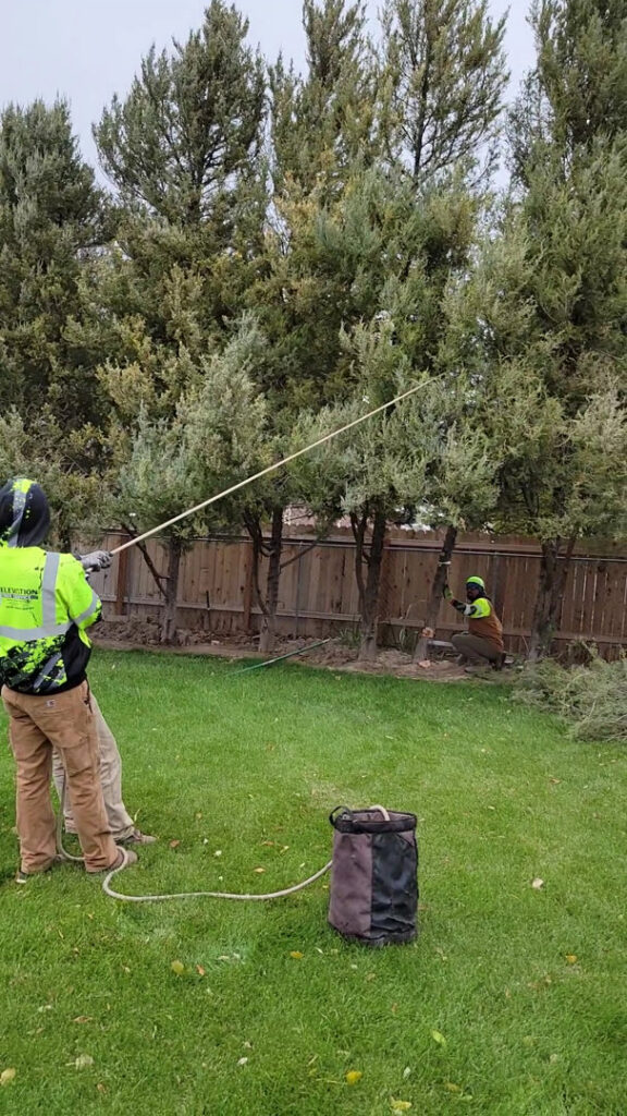 Two tree service crew members performing trimming and removal near a fence for Elevation Tree Service LLC - Magic Valley in Salt Lake City, UT.