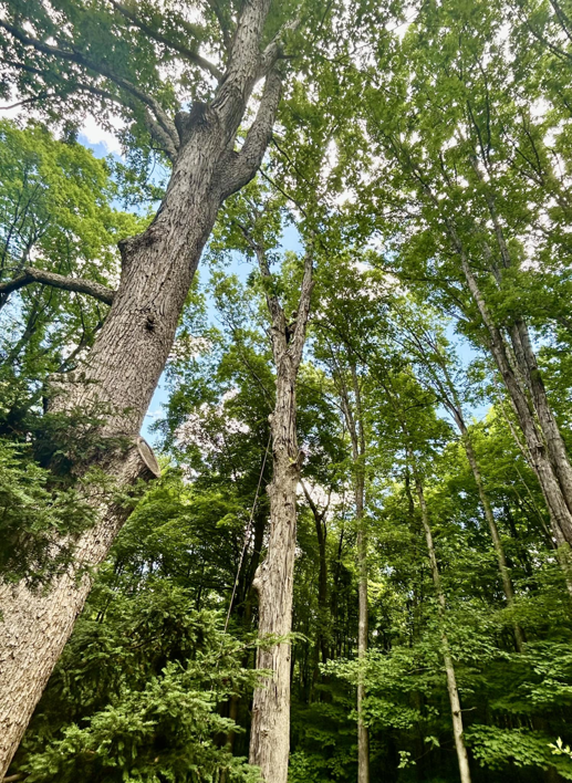 Tall trees in a forest, one with visible rigging for trimming or removal services by Horhut Inc. in Pittsburgh, PA.